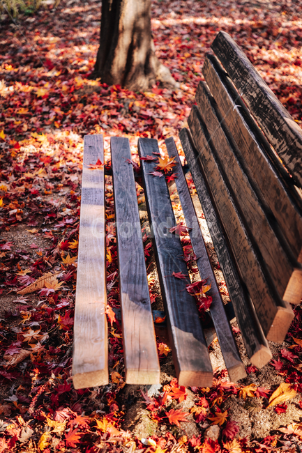 벤치,낙엽,단풍,풍경,계절,가을,늦가을,색감,가을,계절,fall,autumn,season,leaf,잎,plant,식물