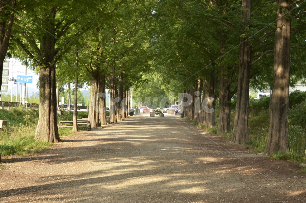 메타세콰이어,메타세콰이어길,나무,풍경,자연,길,그린,초록,자연,풍경,nature,landscape,tree,plant,식물,garden,정원,outdoors,옥외,arbour,정자,tree trunk,나무 줄기