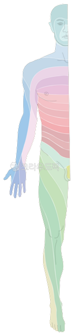 사람,인체,해부학,전신,의학,메디컬일러스트,일러스트,body,앞모습,남자,피부
