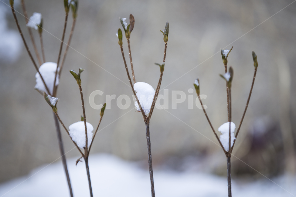 눈꽃,눈의꽃,겨울풍경,윈터,winter,스노우,화이트,눈,겨울,snow,white,겨울,계절,winter,season,식물,자연,plants,nature