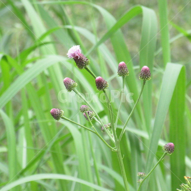 flower,beutiful,nature,꽃,풀,식물,자연,plants,nature,꽃,flower