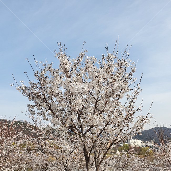 벚꽃,벚꽃나무,나무,식물,봄