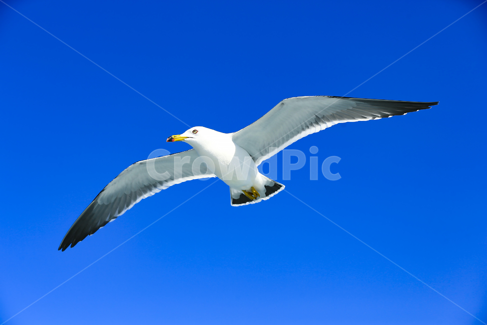 갈매기,조류,새,동물,날개,사냥,하늘,부리,bird,mewgull,commongull,부산갈매기,괭이갈매기,동물,animal,조류,새,birds