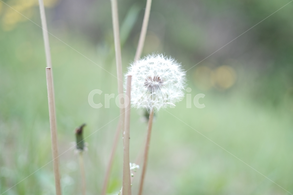 봄,spring,민들레,민들레씨앗,dandelion,흰민들레씨앗,꽃,sead,씨앗,무보정,식물,자연,plants,nature,꽃,flower