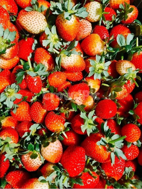 과일,fruit,strawberry,딸기,food,음식,plant,식물,과일,열매,fruit