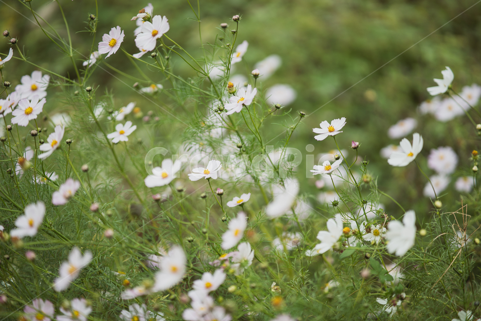 꽃,식물,flowers,botanical,plant,식물,자연,plants,nature,꽃,flower