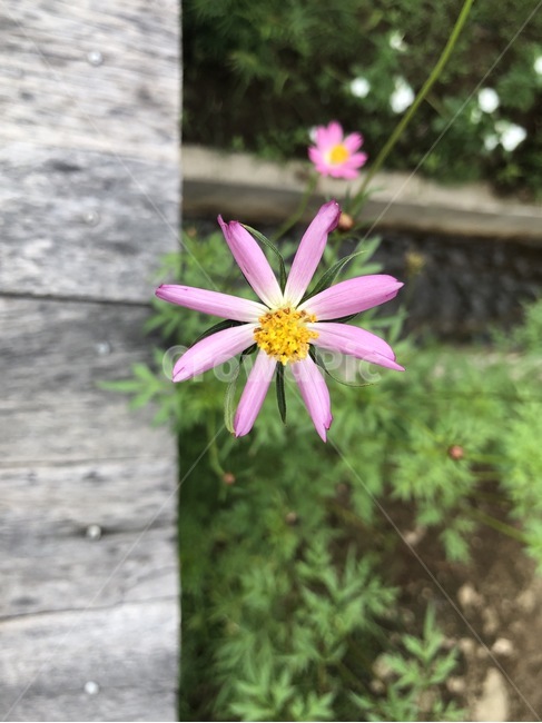 꽃,코스모스,한송이,식물,plant,식물,자연,plants,nature,꽃,flower