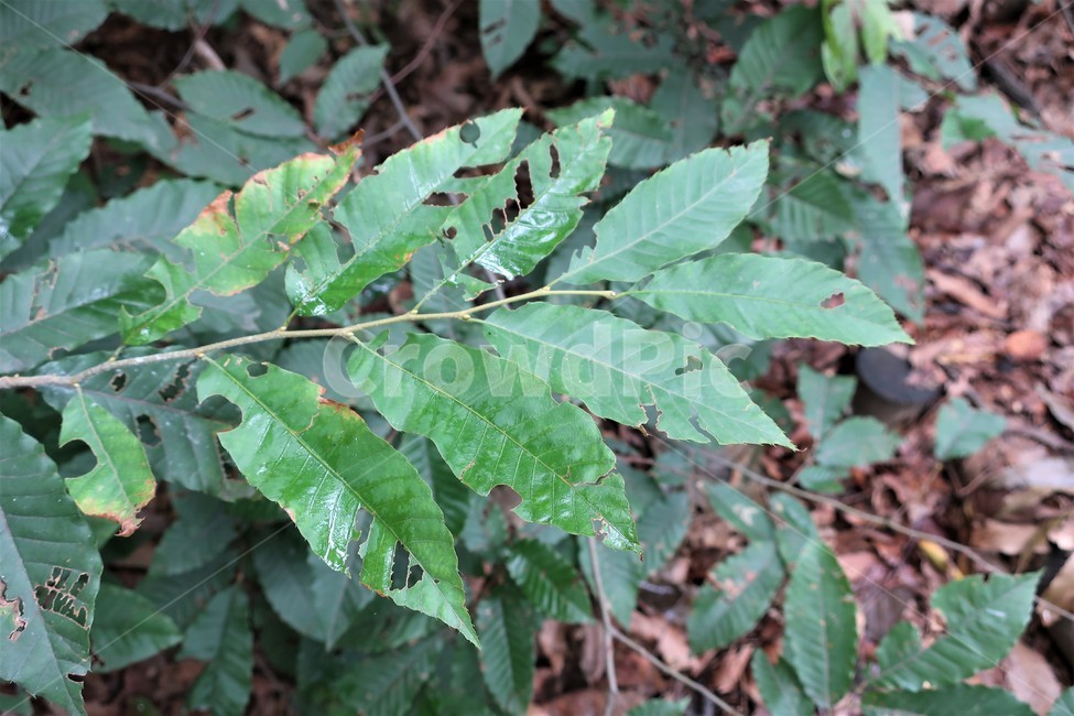 가을,나뭇잎,벌레,병충해,방충,살충,천연,자연,잎사귀,농약,식물,자연,plants,nature