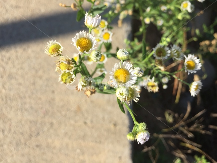 plant,식물,flower,꽃,green,white,up,beautiful