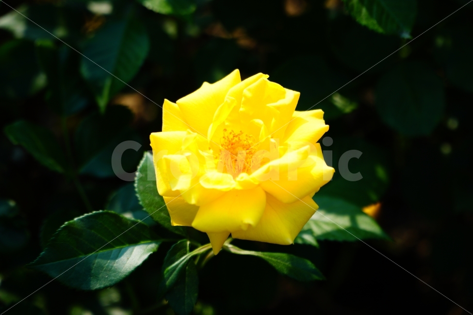 장미,노란장미,꽃,정물,자연,식물,자연,plants,nature,꽃,flower