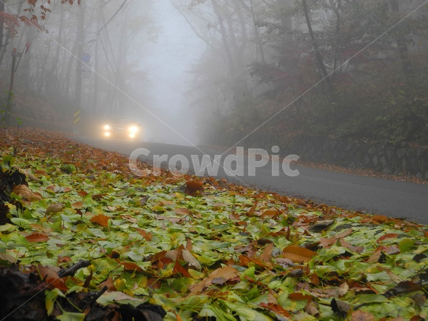 산안개,안개낀도로,안개낀산길,가을산,낙엽,안개,가을,계절,fall,autumn,season