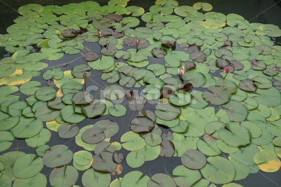 연잎,꽃,꽃봉오리,초록,사진,flower,식물,자연,plants,nature