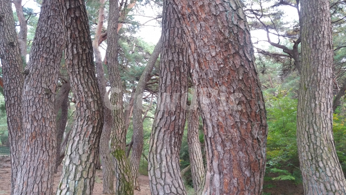 소나무,노송,푸른솔,솔밭,나무,식물,자연,plants,nature,나무,trees,wood