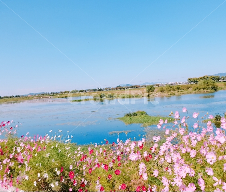 꽃,코스모스,천변,풍경,가을,에쁜