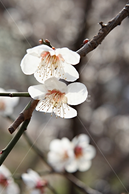 매화꽃,매화,꽃,꽃잎,봄꽃,봄,공원,식물,자연,식물,자연,plants,nature,꽃,flower