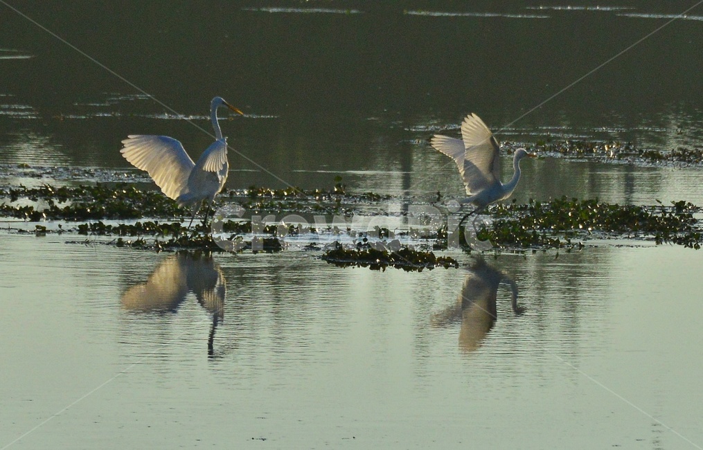 백로,비상,반영,animal,동물,bird,새,stork,황새,waterfowl,물새,백로부부