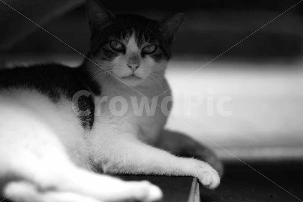 동물,고양이,흑백,흑백사진,길냥이,감성사진,배경화면,반려동물,애완동물,kitty,kitten,cute,lovely,adorable,beauty,beautiful,미묘,미냥,bw,monochrome,blackwhite,blackandwhite,animal,pet,street,streetcat,stray,straycat,wild,wildlife,wildcat,야생,야생동물,동물,animal,포유류,mammal,고양이,cat,kitten,kitty,흑백,모노톤,monochrome,black and white