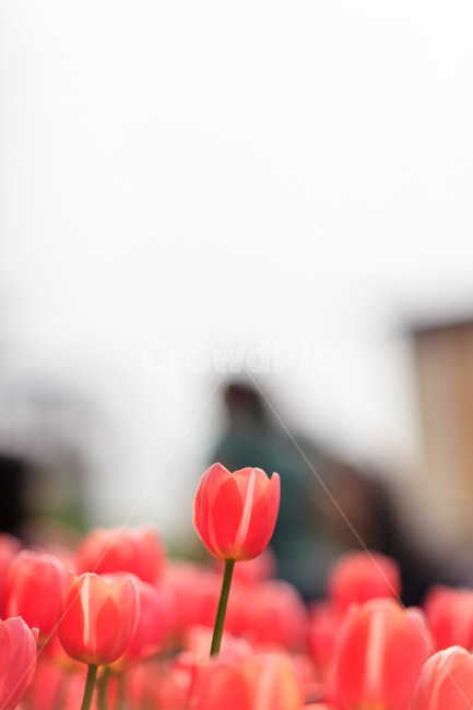 튤립,공원,꽃,튤립축제,꽃들,식물,자연,plants,nature,꽃,flower