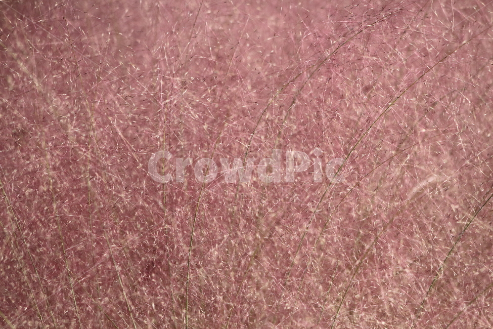 핑크뮬리,식물,가을,핑크,pinkmuhly,가을,계절,fall,autumn,season,식물,자연,plants,nature