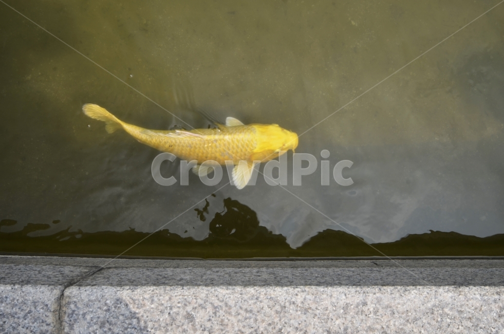 잉어,황금잉어,노란잉어,물고기,낚시,연못,동물,animal,어류,물고기,fish