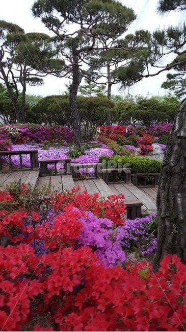 outdoors,옥외,garden,정원,식물,flower,꽃,blossom,자산홍,영산홍