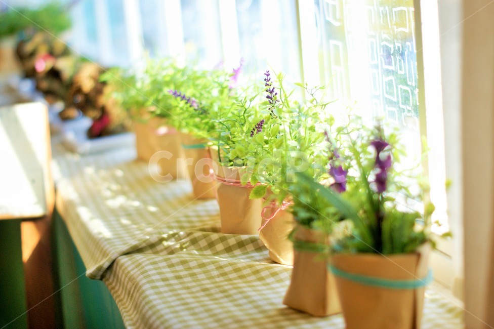 화분,나뭇잎,식물,창가,햇빛,식물,자연,plants,nature,실내용화초,화분,화초,house plant,휴식,힐링,rest,relaxation,healing