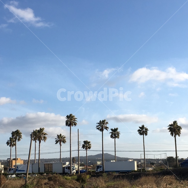 자연,제주도,야자수,하늘,구름,cloud,nature,jejuisland,beach,sky,자연,풍경,nature,landscape,tree,나무,palm tree,plant,식물