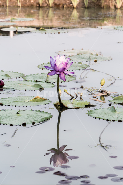 수련,반영,연못,가시연꽃,습지,식물,자연,plants,nature,꽃,flower