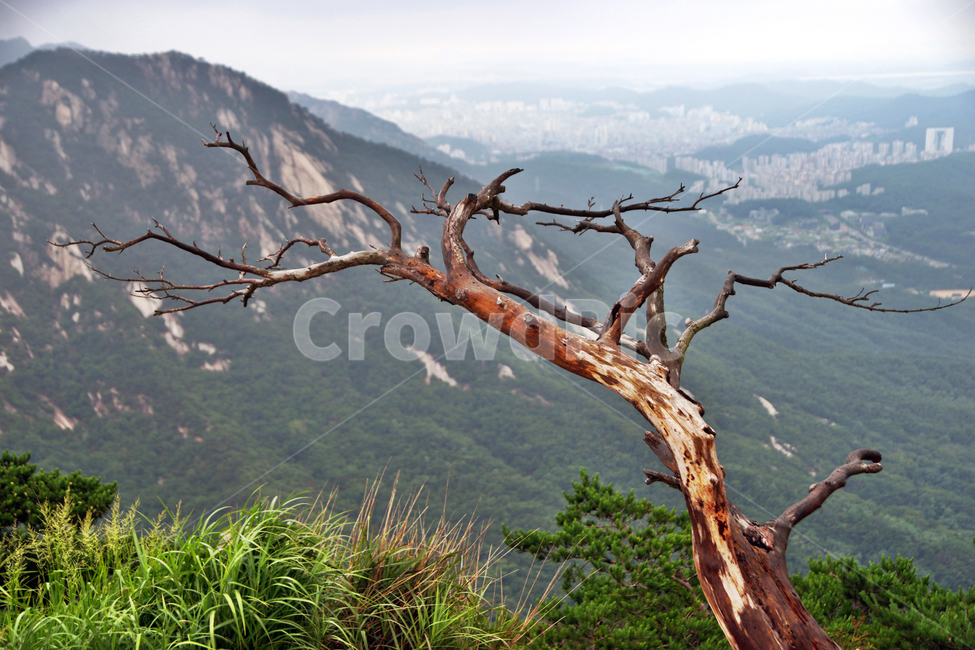 원효봉,고사목,북한산,산,국립공원,자연,풍경,nature,landscape,tree,나무,plant,식물,outdoors,옥외