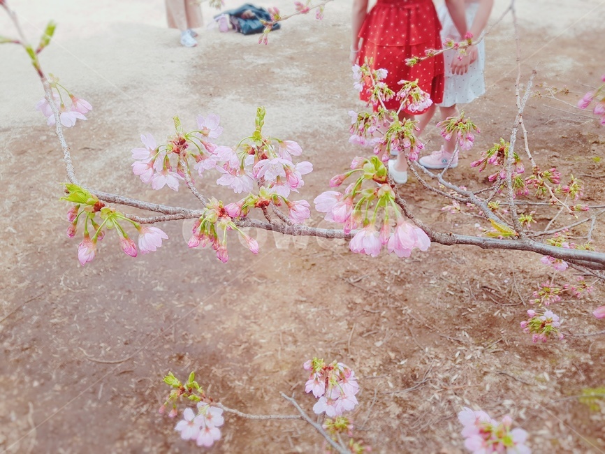 벚꽃,꽃,봄,spring,flower