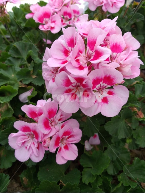 제라늄,여러해살이,식물,쥐손이풀,geranium