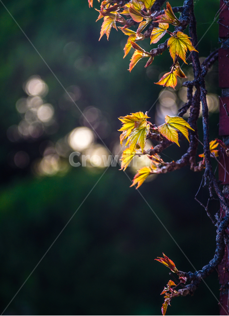 봄,새순,저녁빛에새싹,역광,여린새싹,식물,자연,plants,nature