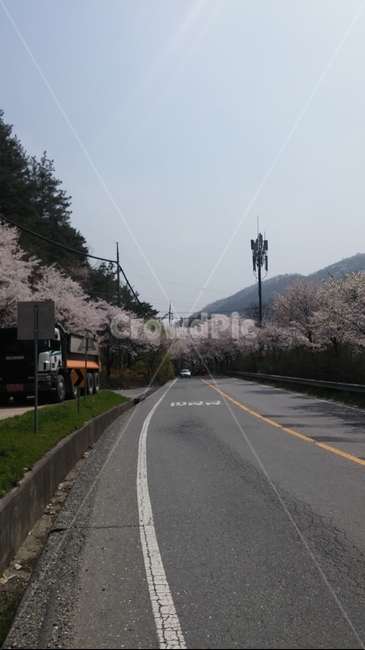 tree,나무,treetrunk,나무줄기,벚꽃,벚꽃나무,보문산,산길,벚꽃도로,봄꽃,벚꽃하늘,하늘,꽃구경,plant,식물,car,차,automobile,자동차
