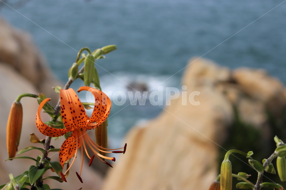 자연,꽃,식물,flower,plant,아름다움,해안가,식물,자연,plants,nature,꽃,flower