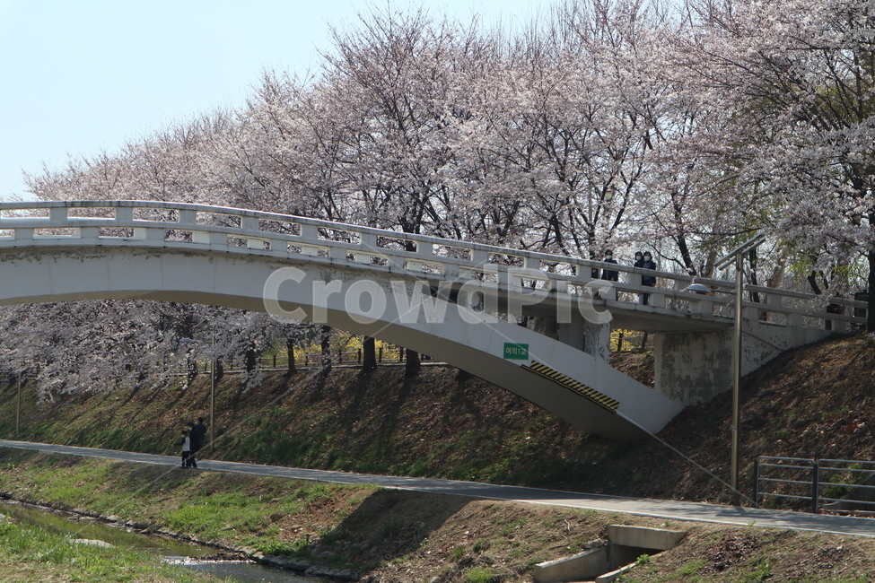 꽃,벚꽃,산책길,벚꽃길,벚꽃나무,식물,blossom,flower