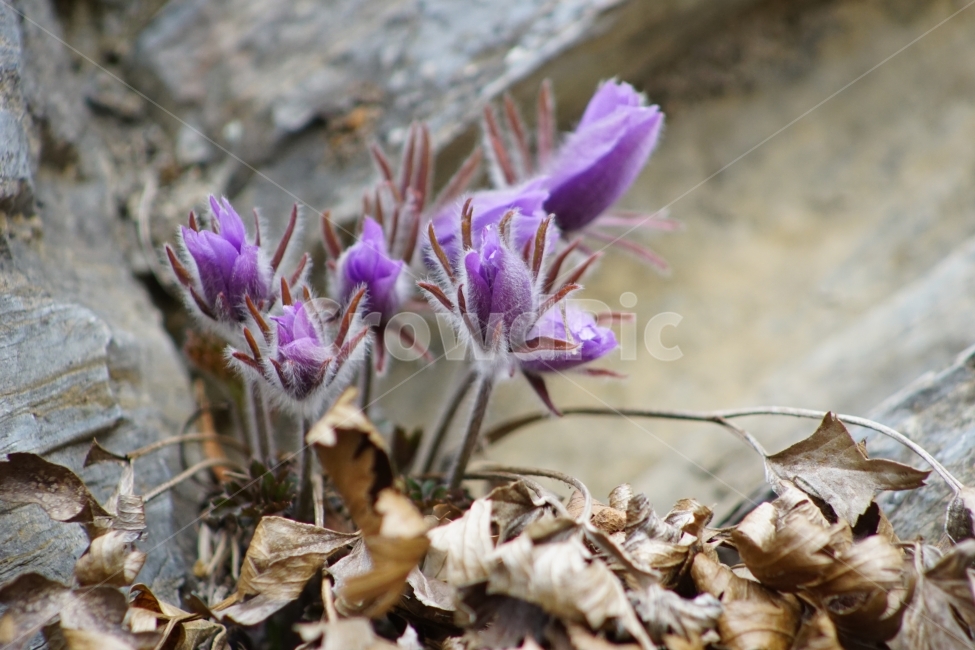 동강,할마꽃,꽃,봄,천연기념물,식물,자연,plants,nature,꽃,flower