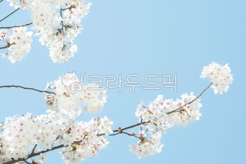 Spring,cherry blossoms,cherry tree,flower viewing,spring news,cherry blossom tree,sky,clear,weather,march,april,blossom,nature,bloom,season,tree,plant,flower,natural,pink,background,landscape,full bloom,sky blue,pink,petal,outdoo