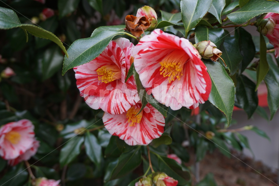 봄,나무,자연,동백꽃,꽃,꽃,flower