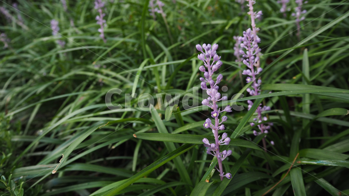야생화,꽃,식물,wildflower,flower,plant,blossom,outdoor,야외,식물,자연,plants,nature,꽃,flower