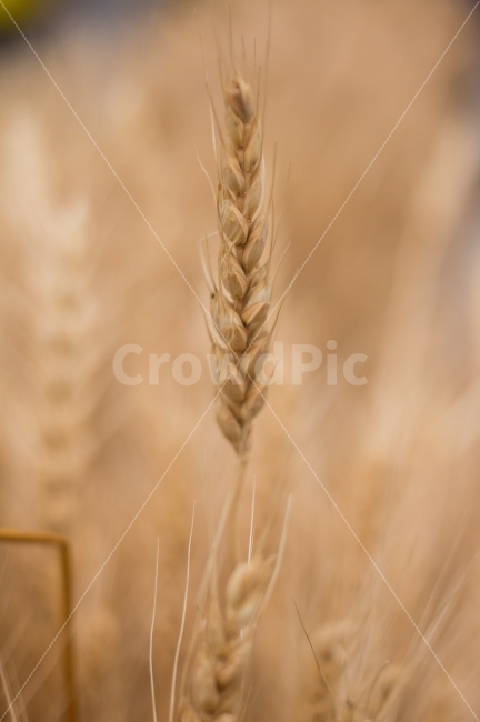 macro,good harvest,harvest,richness,agricultural products,rich,warm,affix,ear,plant,season,ears of wheat,wheat,Agriculture,autumn,grain,soft