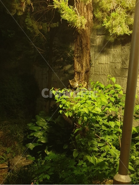 고양이,동물,나무,힐링,휴식,초록,풀,밤,가로등