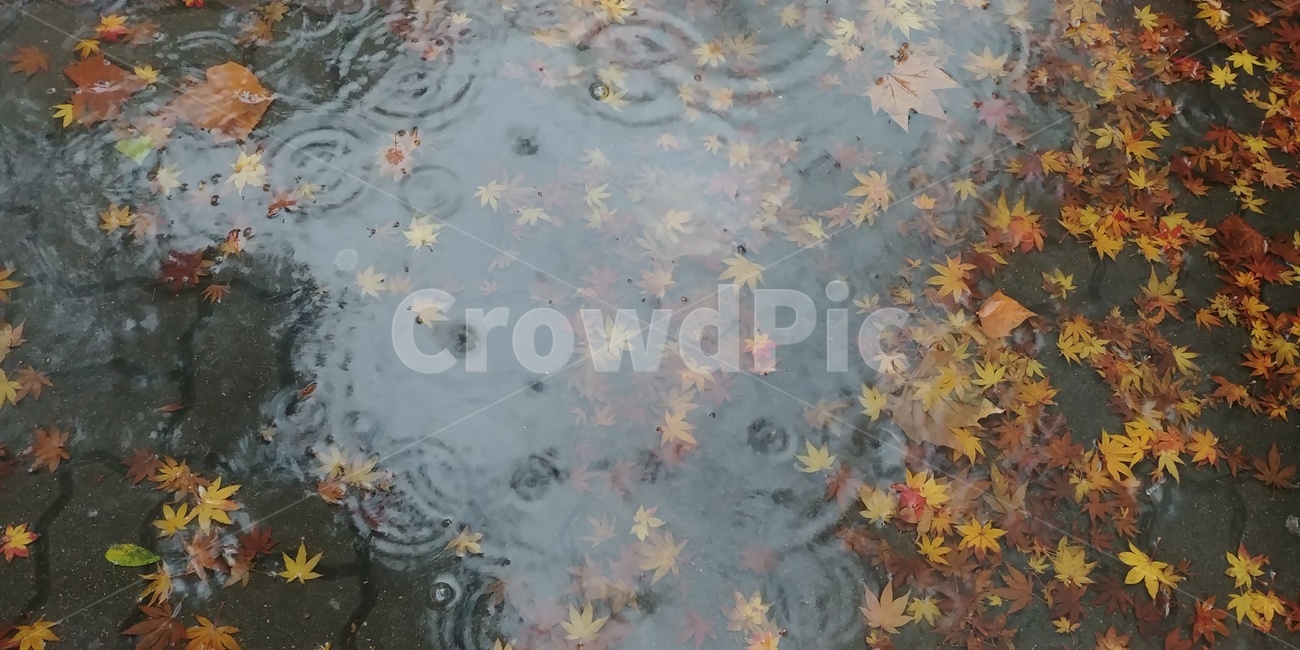 비,가을,단풍,가을비,단풍잎,가을,계절,fall,autumn,season
