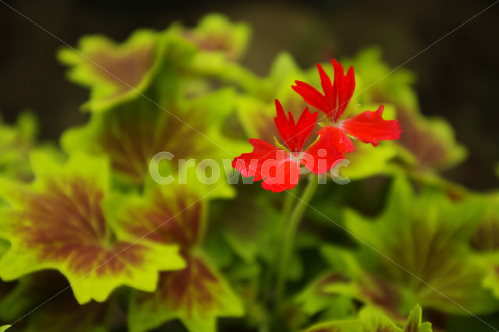 꽃,flower,식물,plant,color,단풍제라늄,잎,식물,자연,plants,nature,꽃,flower