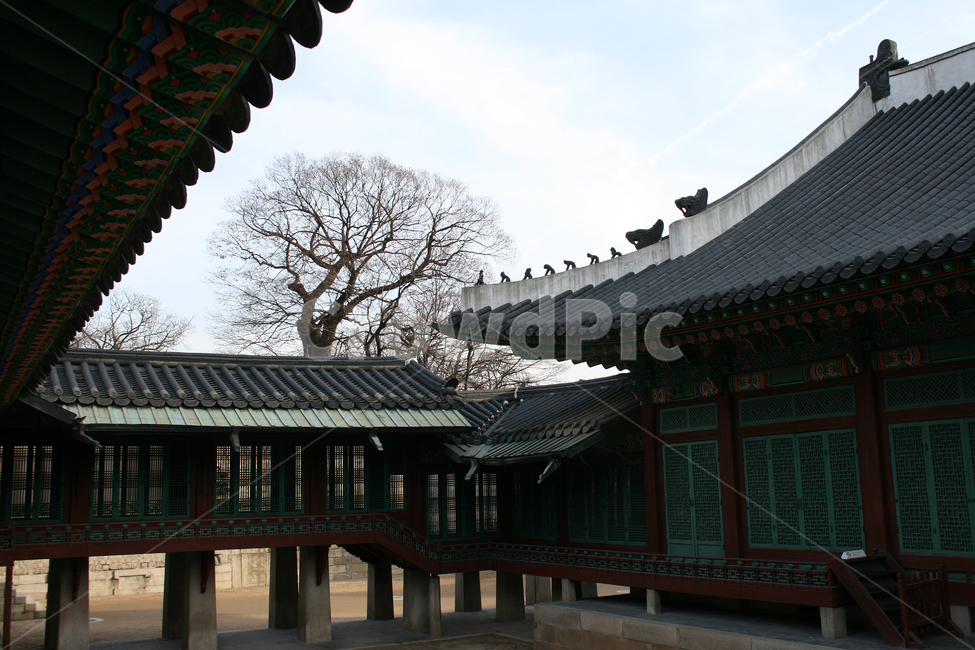 창덕궁,희정당,한국의궁,세계문화유산,문화유산,한국,전각,지붕,하늘,한국전통,한국문화,korean traditional,korean culture,랜드마크,landmark,tourist attraction,한국랜드마크,한국관광지,한국명소,korea landmark,korea tourist attraction,건축물,건물외관,exterior,building,structure,architecture,construction