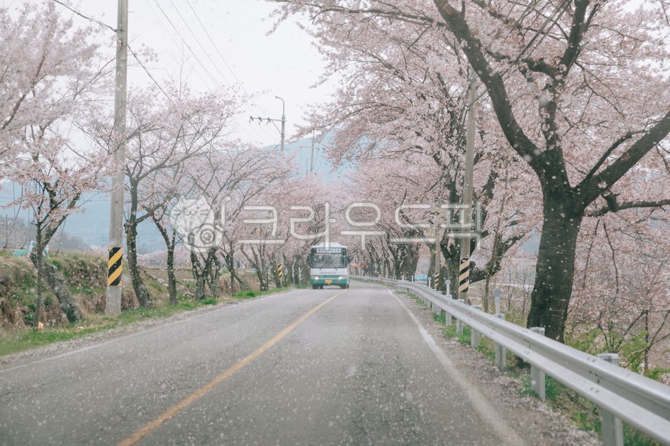 꽃,벚꽃,벚꽃길,raod,flower,봄,spring,봄꽃,cherryblossom,tree