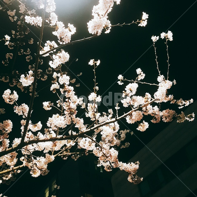벚꽃,밤벚꽃,진해군항제,꽃,봄,감성,봄,계절,spring,season,plant,식물,blossom,flower