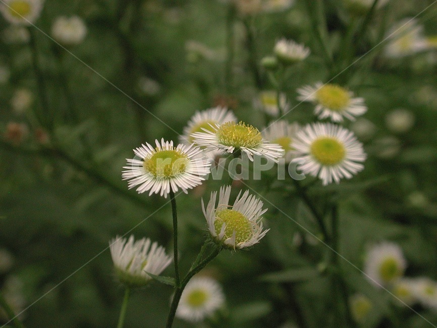 들풀,들꽃,배경,바탕화면,꽃,식물,자연,식물,자연,plants,nature,꽃,flower