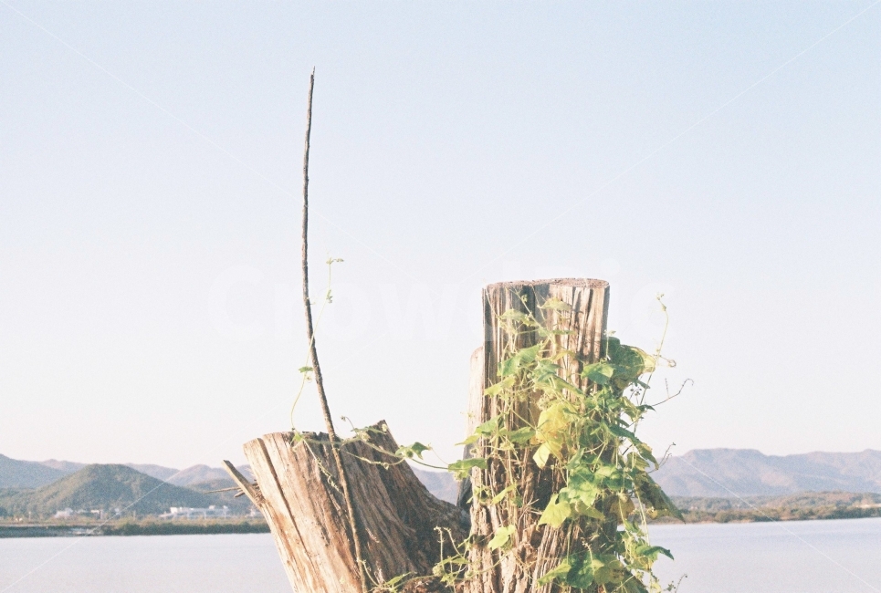 자연,나무,잎,하늘,호수,식물,자연,plants,nature,나무,trees,wood,감성,sensible,feeling