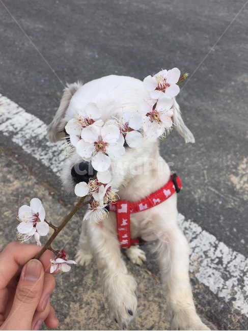 식물,animal,동물,mammal,포유류,dog,개,pet,벛꽃,동물,animal,포유류,mammal,개,강아지,dog,doggy