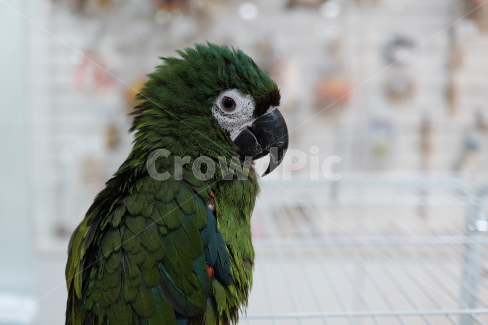 bird,새,동물,가금류,앵무새,녹색새